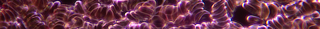 Banner for Herbalist section