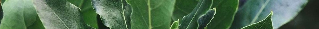 Banner van Laurier Herbalist