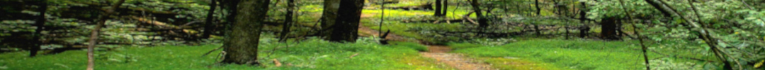 Banner for Levenscoach section