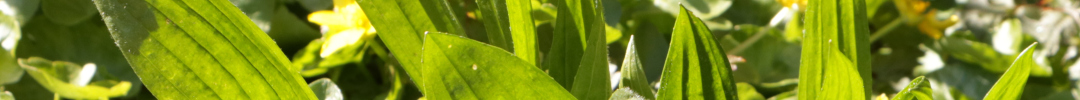 Banner for Herbalist section